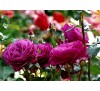 Роза Блю Эден(Blue Eden)